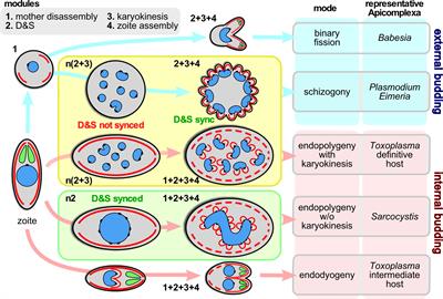 The Modular Circuitry of Apicomplexan Cell Division Plasticity